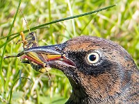 Q0I7440c2  Rusty Blackbird (Euphagus carolinus) - fall/winter male with grasshopper